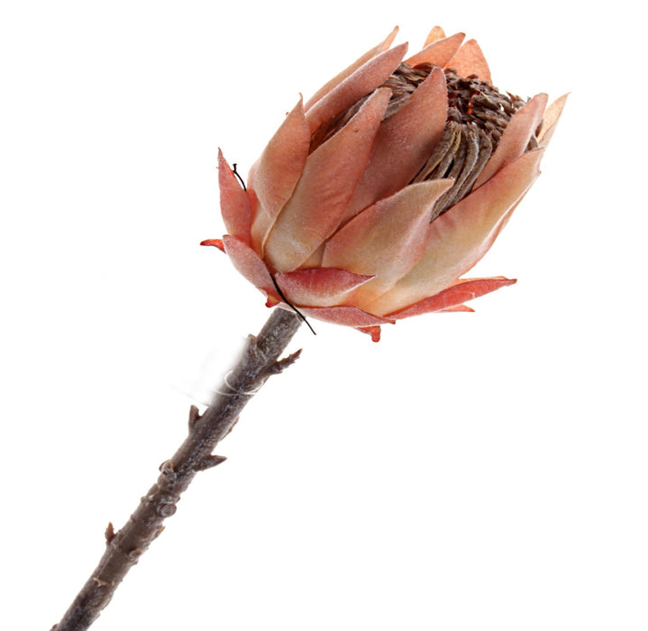 Single Protea Cynaroides -  Dusty Pink/Peach (51cm long)