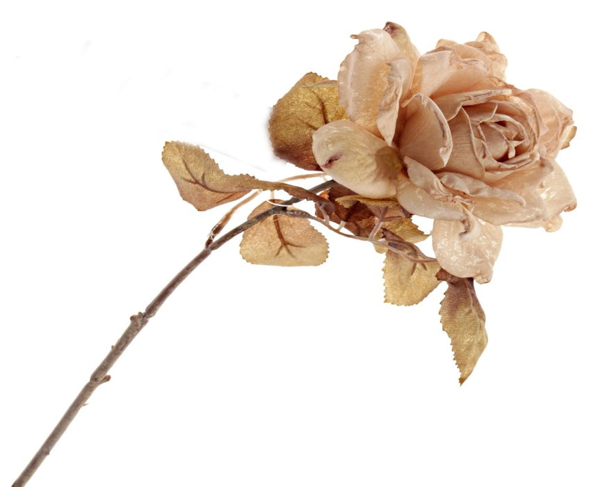 Single Rosa Autumn Rose - Dark Cream (62cm long)