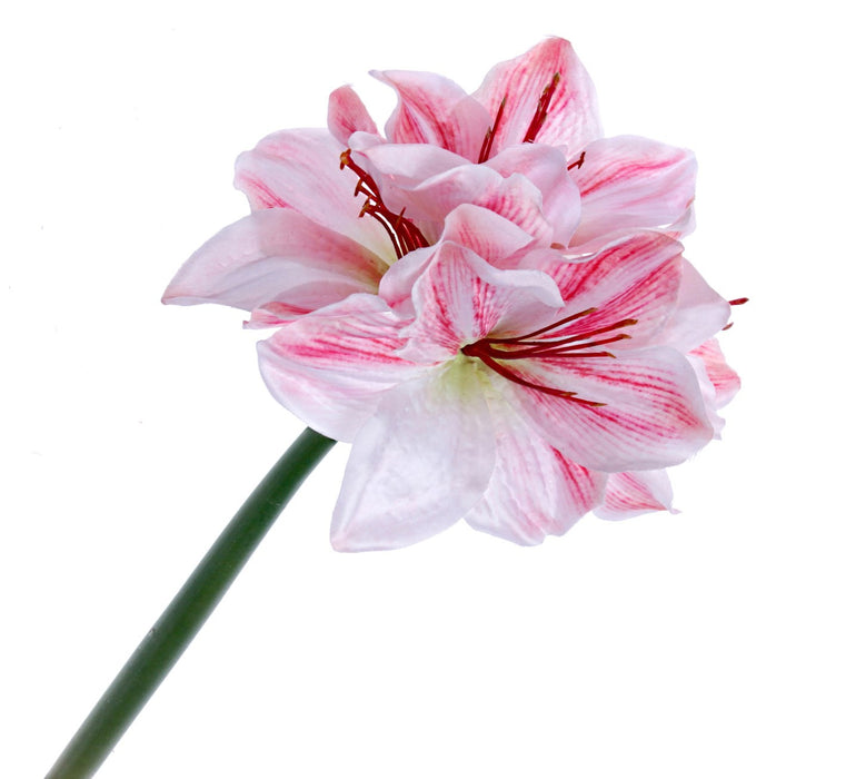 Single Amaryllis - Pink/White (40cm long)