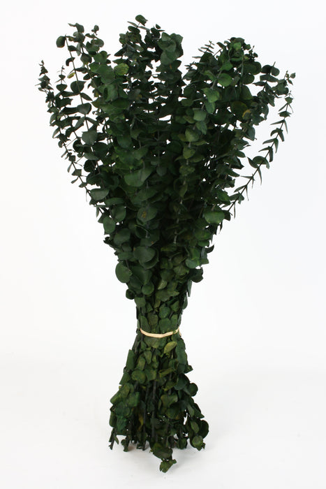 Vintage Baby Eucalyptus - Green (60-75cm long)